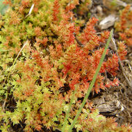 Crassula tillaea Lester-Garland resmi