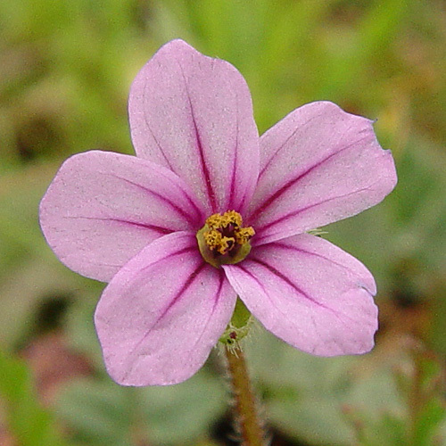 Imagem de Erodium botrys (Cav.) Bertol.