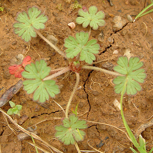 Image of dovefoot geranium