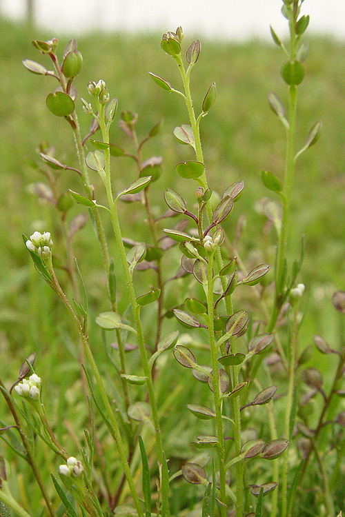 Image of shining pepperweed