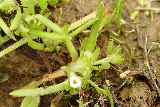 Слика од Plagiobothrys humistratus (Greene) I. M. Johnst.