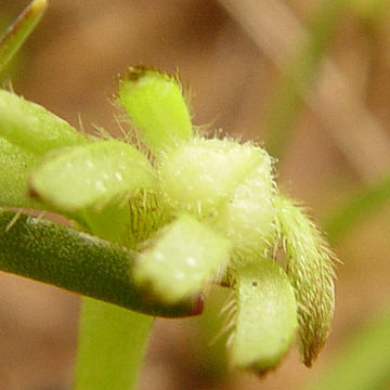 Image of Dwarf Popcorn-Flower