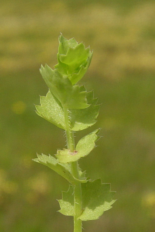 Image of Western Pearlflower