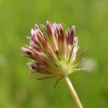 Trifolium oliganthum Steud.的圖片