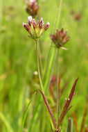 Image of fewflower clover