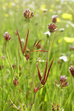 Trifolium oliganthum Steud.的圖片