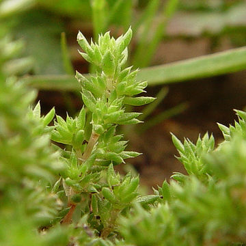 Image of Mossy Stonecrop