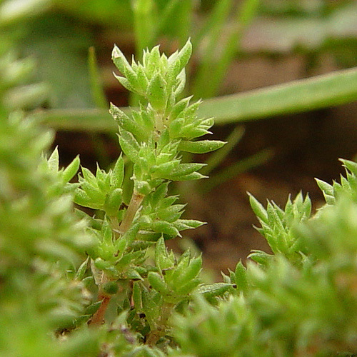 Crassula tillaea Lester-Garland resmi