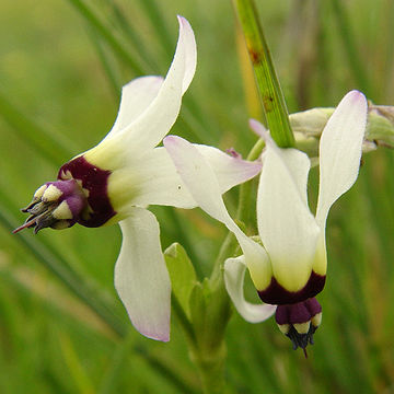 Image of <i>Primula clevelandii</i> var. <i>patula</i>