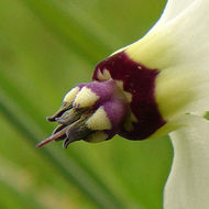 Image of <i>Primula clevelandii</i> var. <i>patula</i>