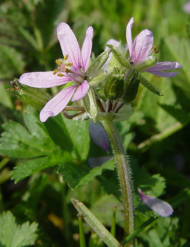 Image of musky stork's bill