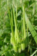 Слика од Erodium moschatum (L.) L'Her.