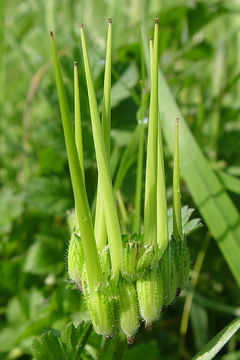 Image of musky stork's bill