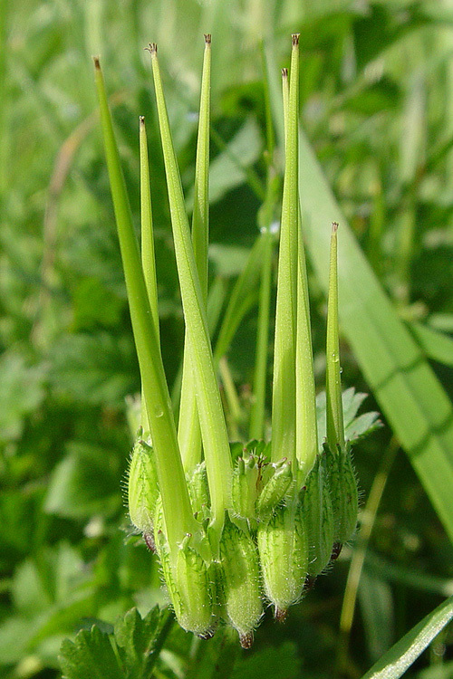 Слика од Erodium moschatum (L.) L'Her.