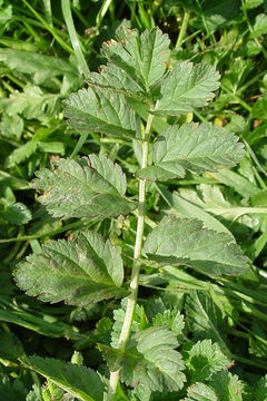 Image of musky stork's bill