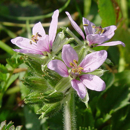 Слика од Erodium moschatum (L.) L'Her.