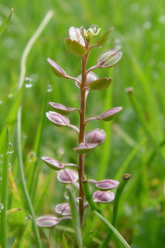 Image of shining pepperweed