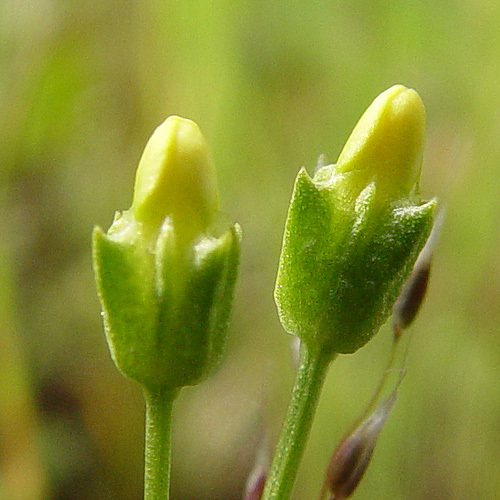 Image of Oregon Timwort