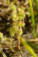 Image of sand pygmyweed