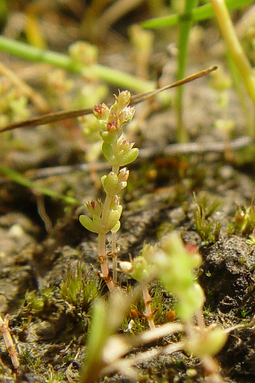 Слика од Crassula connata (Ruiz & Pav.) A. Berger