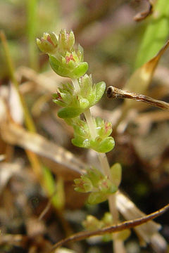 Image of sand pygmyweed