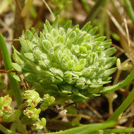 Image of San Diego pepperweed