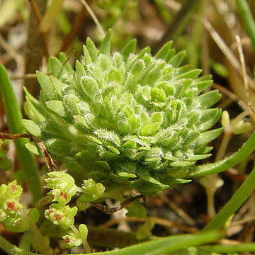 Image of San Diego pepperweed