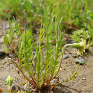 Image of Sierra foothill silverpuffs