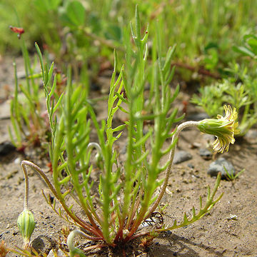 Image of Sierra foothill silverpuffs