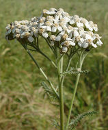 Image of yarrow, milfoil