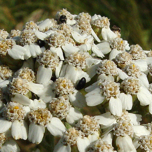 Image of yarrow, milfoil