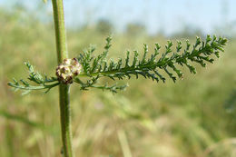 Image of yarrow, milfoil