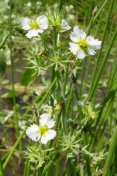 Image of California damsonium