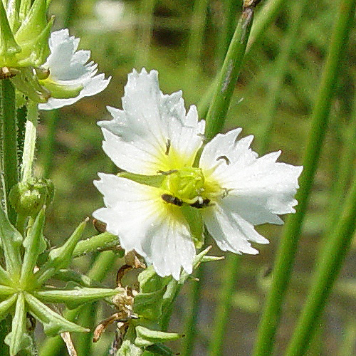 Image of California damsonium