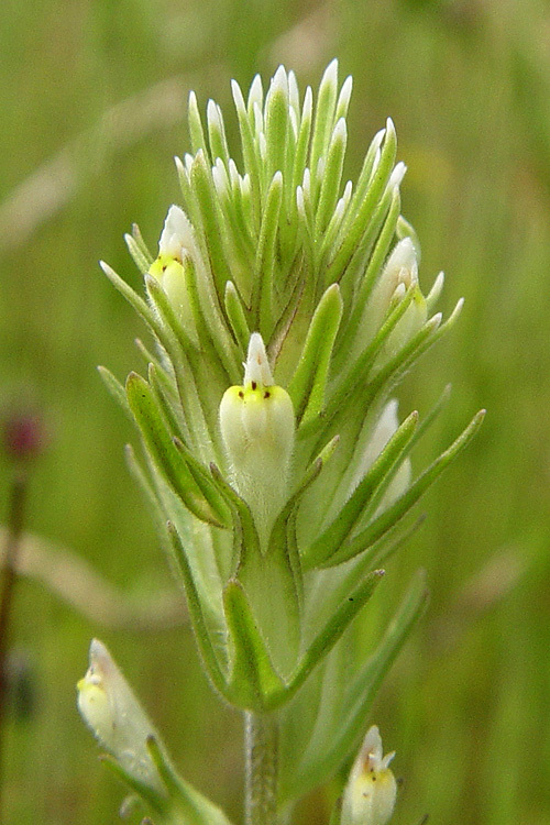 Image of attenuate Indian paintbrush