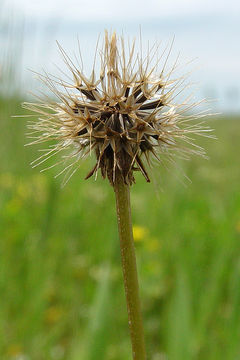 Microseris campestris Greene resmi