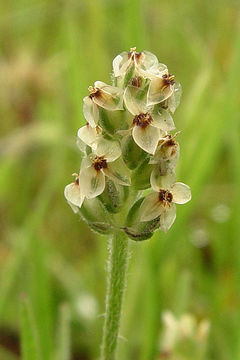 Image of dotseed plantain