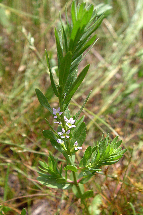 Plancia ëd Lythrum hyssopifolia L.