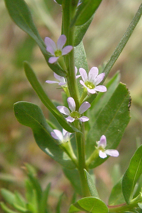 Plancia ëd Lythrum hyssopifolia L.