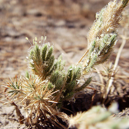 Image of Sacramento Orcutt grass