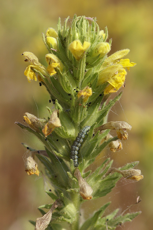 Image of <i>Parentucellia viscosa</i>