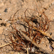 Image of American pillwort