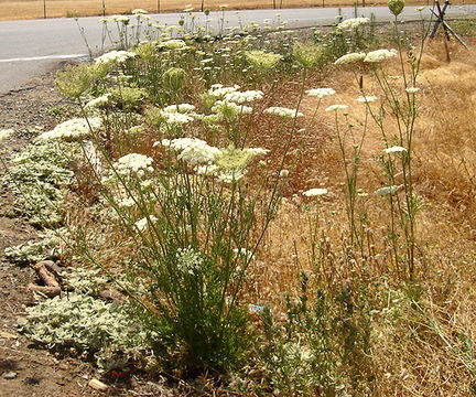 Imagem de Visnaga daucoides Gaertn.