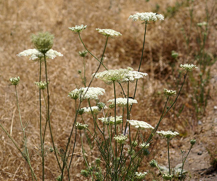 Imagem de Visnaga daucoides Gaertn.