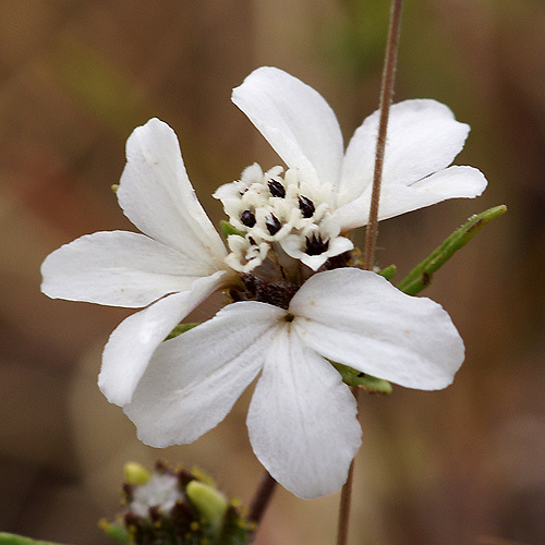 Plancia ëd Calycadenia fremontii A. Gray