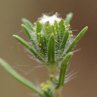 Plancia ëd Calycadenia fremontii A. Gray