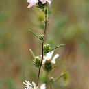 Image of Fremont's western rosinweed
