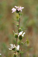 Plancia ëd Calycadenia fremontii A. Gray