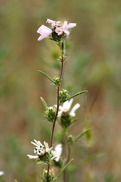 Слика од Calycadenia fremontii A. Gray