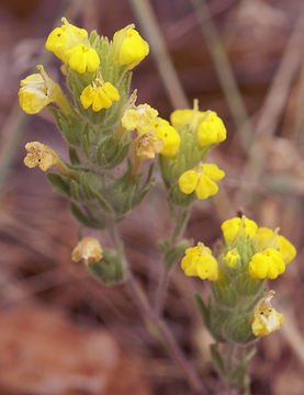 Image of cutleaf Indian paintbrush